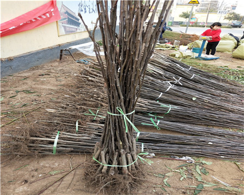 翠冠梨苗价格及基地，翠冠梨苗价格多少钱一棵