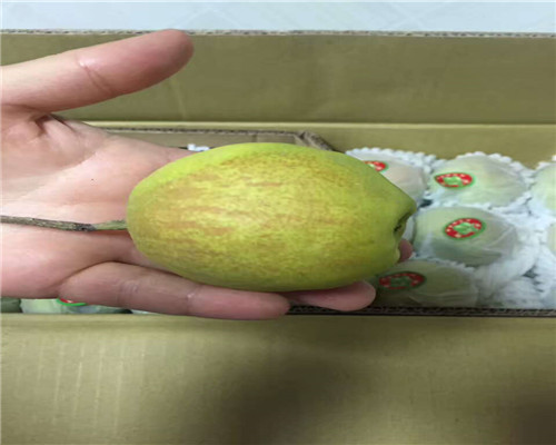 奥红一号梨苗售价，五年的奥红一号梨苗选育品种