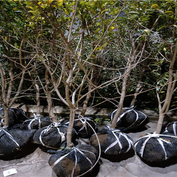 白水晶石榴树苗价格及基地二年的白水晶石榴树苗