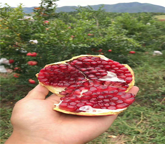 牡丹花石榴树苗500棵价格 3年的牡丹花石榴树苗