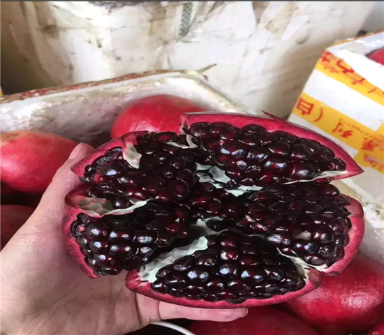 豫红短枝石榴树苗今年价格 3年的豫红短枝石榴树苗