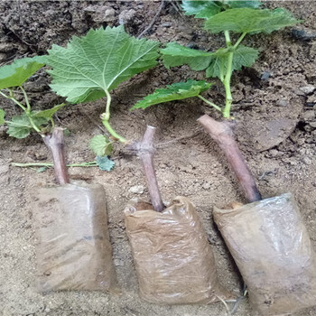 两年生醉金香葡萄树苗价格