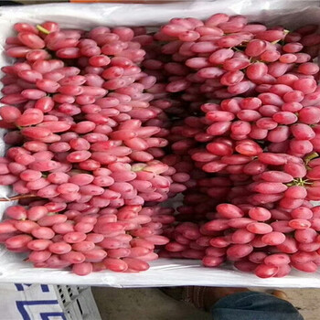 赤霞珠葡萄树苗零售价格、赤霞珠葡萄树苗多少钱一棵