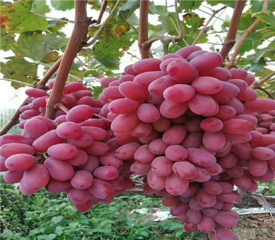 红珍珠葡萄树苗价格详情、红珍珠葡萄树苗价格及基地