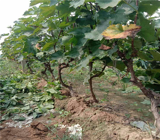 两年生醉金香葡萄树苗价格