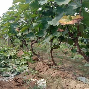 1年的克伦生葡萄苗基地