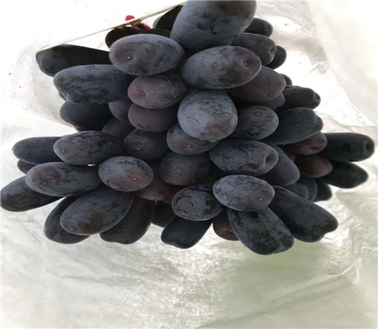 赤霞珠葡萄树苗零售价格、赤霞珠葡萄树苗多少钱一棵