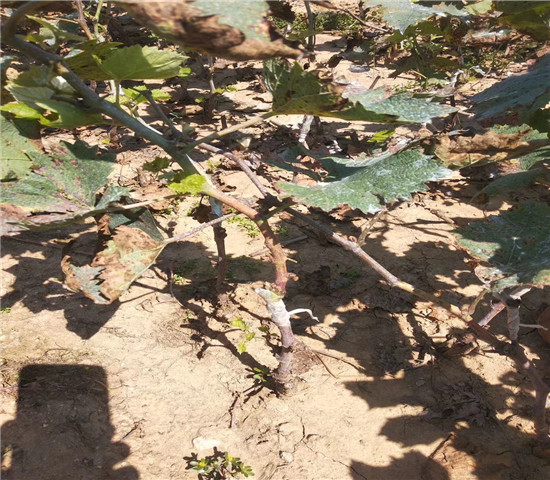 赤霞珠葡萄树苗价格多少钱一棵、赤霞珠葡萄树苗批发价格