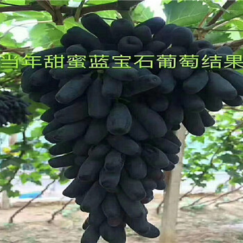 黑加侖葡萄苗批發(fā)價格、黑加侖葡萄苗零售價格