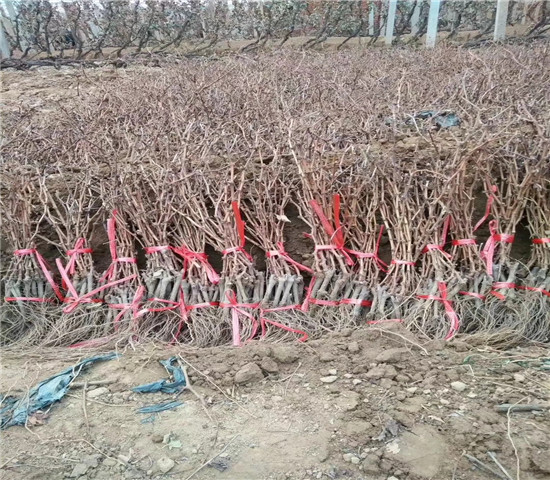 夏黑无核葡萄树苗价格、夏黑无核葡萄树苗基地