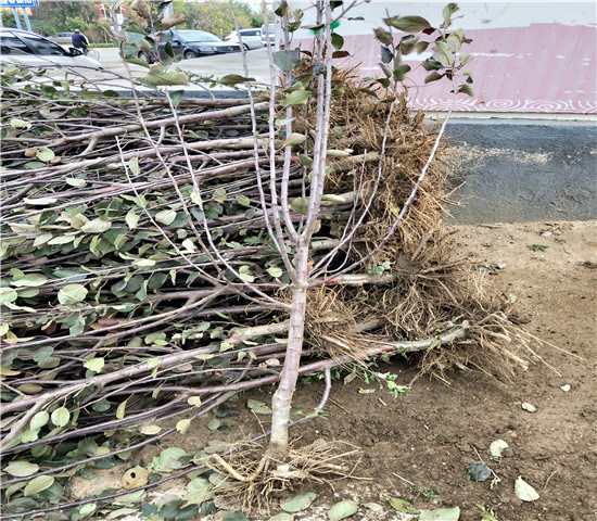 烟富6号苹果树苗基地介绍