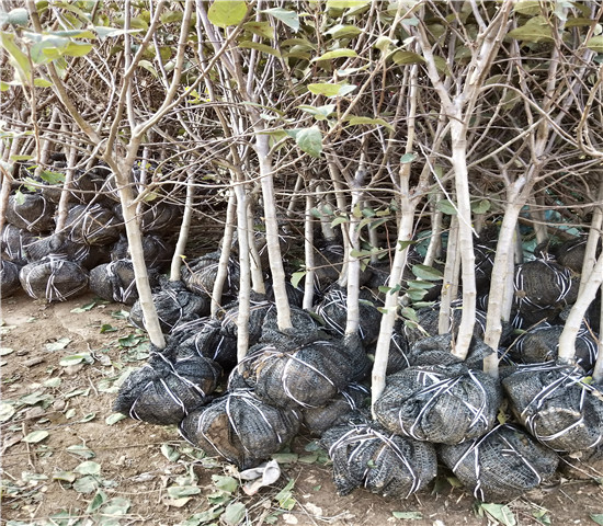 花牛苹果苗、一年花牛苹果苗价格