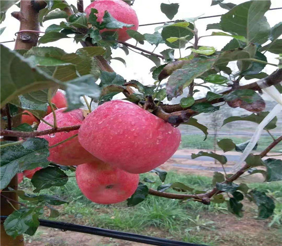 矮化华硕苹果苗 矮化华硕苹果苗基地