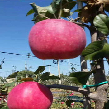 蜜脆苹果苗1000棵价格3公分粗蜜脆苹果苗