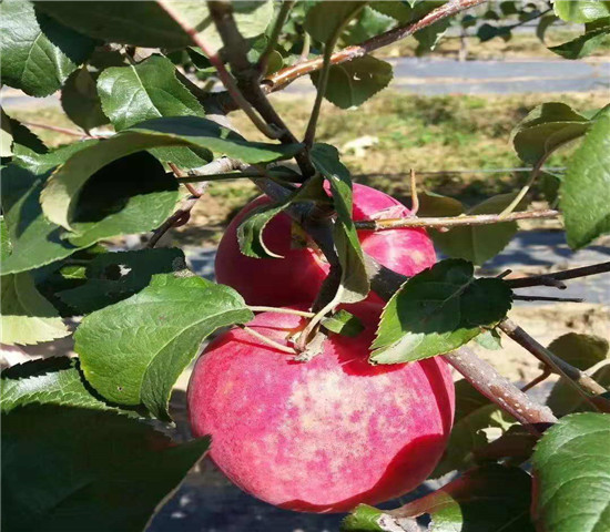 爱妃苹果苗市场价格、爱妃苹果苗每日价格