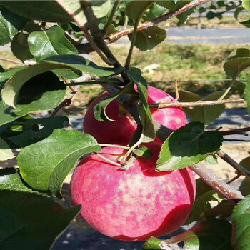 1公分秦脆苹果树苗价格、1公分秦脆苹果树苗基地