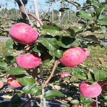 苹果苗、一公分苹果苗价格