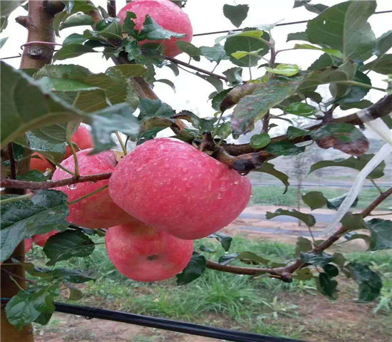 花牛苹果树苗基地报价