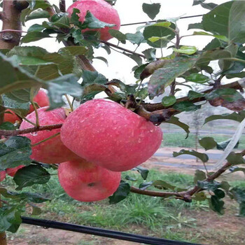 众成一号苹果树苗基地介绍