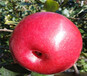 矮化鲁丽苹果树苗矮化鲁丽苹果树苗基地