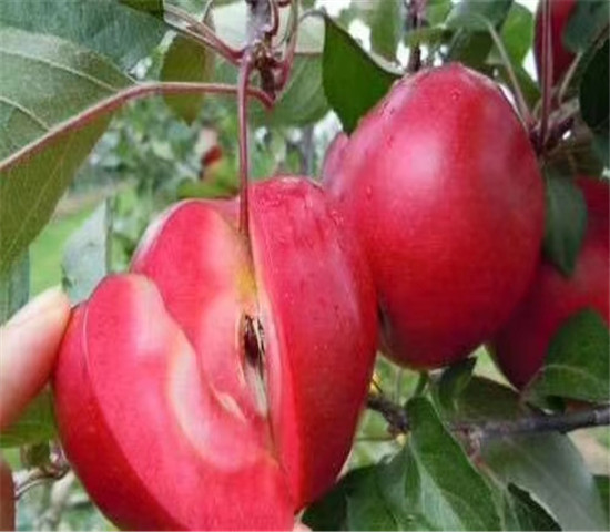 六公分维纳斯黄金苹果树苗价格、六公分维纳斯黄金苹果树苗基地