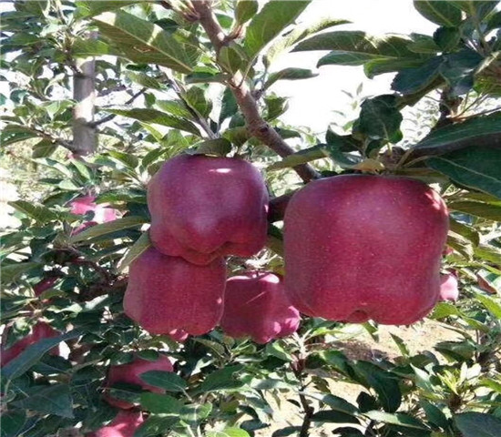 寒富苹果树苗基地供应