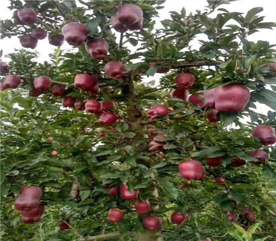 华硕苹果苗、两年华硕苹果苗价格