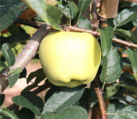 锦绣海棠苹果苗基地规模