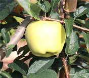 烟富10号苹果树苗基地品种图片3