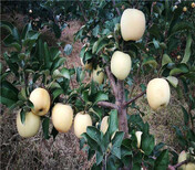 花牛苹果树苗基地报价图片4