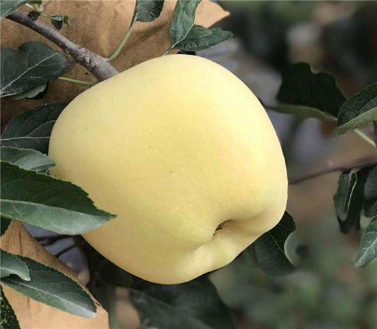 矮化黄金维纳斯苹果苗 矮化黄金维纳斯苹果苗价格