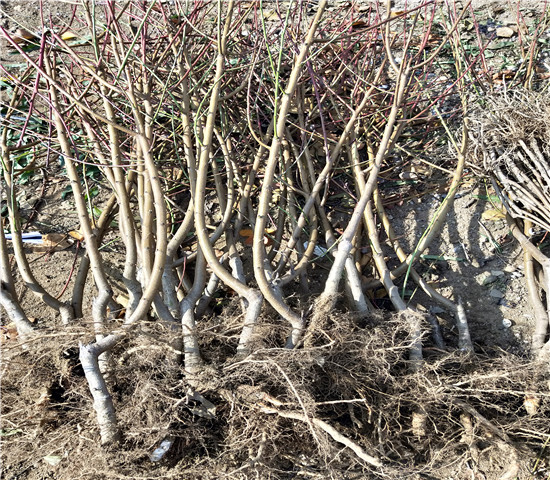 兩公分黃花石榴苗價格、兩公分黃花石榴苗基地