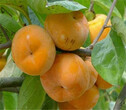 大秋甜柿子樹苗哪里有、大秋甜柿子樹苗價格及基地