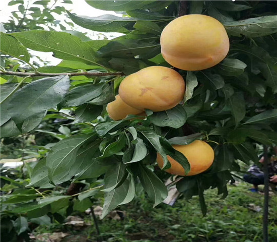 五公分秋凌李子树苗价格，秋凌李子树苗基地