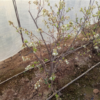 4年矮丛蓝莓苗每周价格