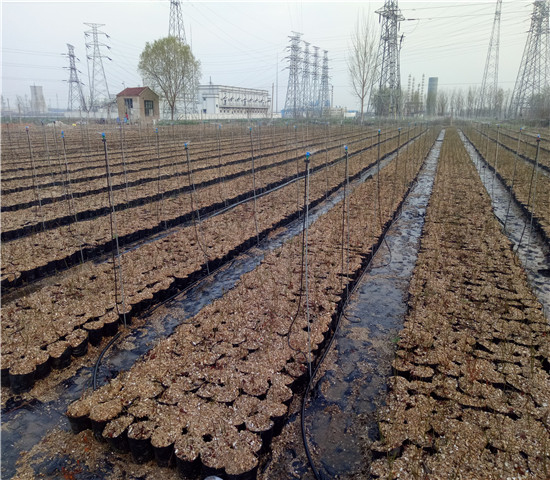 公爵蓝莓树苗价格、2年公爵蓝莓树苗基地