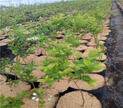 康维尔蓝莓树苗价格、4年康维尔蓝莓树苗基地图片0