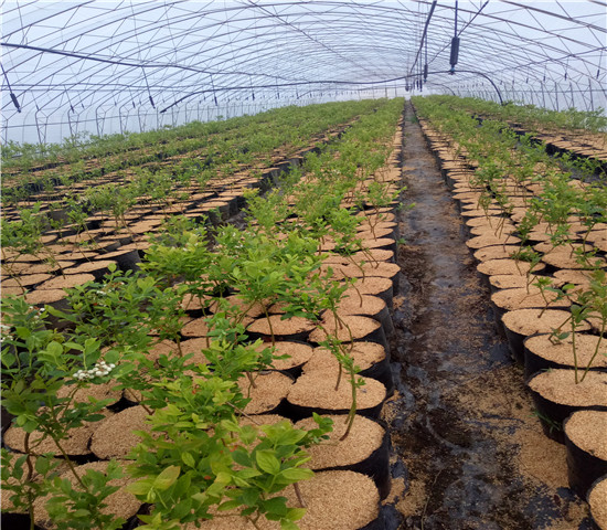 斯巴坦蓝莓树苗价格、3年斯巴坦蓝莓树苗价格