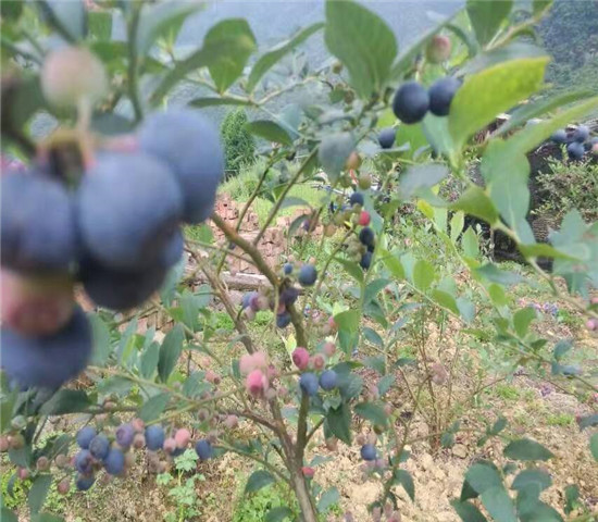 4年达柔蓝莓苗产地价格