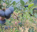 4年绿宝石蓝莓树苗价格报表图片