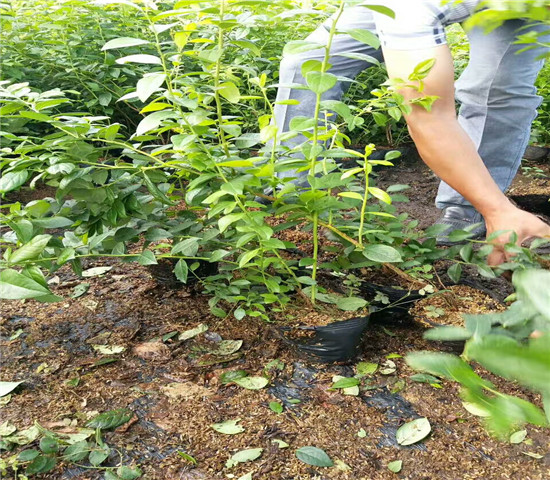 6年北空蓝莓树苗价格多少钱一棵