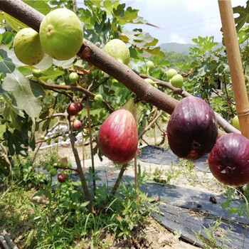 白蜜双果无花果苗价格报表、白蜜双果无花果苗产地价格