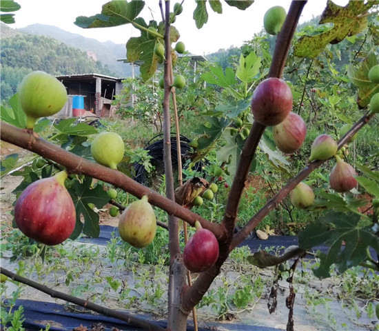 白蜜双果无花果树苗多少钱一棵、白蜜双果无花果树苗厂家