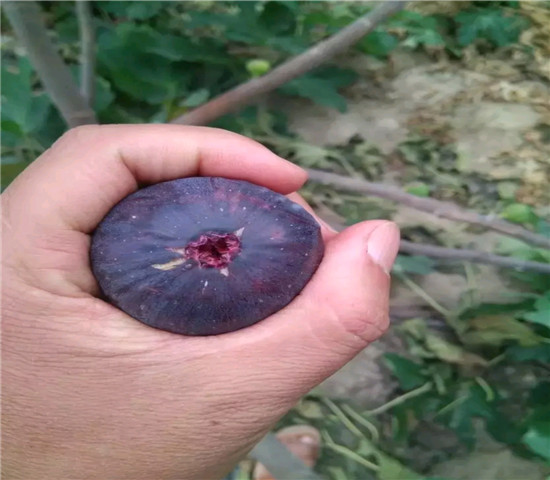 青皮无花果树苗价格及基地、青皮无花果树苗每周价格