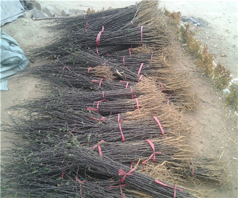 花椒树苗、花椒树苗批发基地