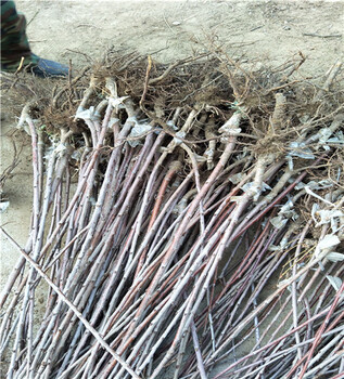 一公分大青葉小苗基地及介紹_大青葉小苗剪枝技術(shù)