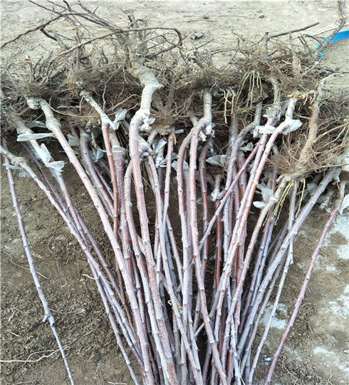 吉塞拉7號砧木苗價格及技術(shù)