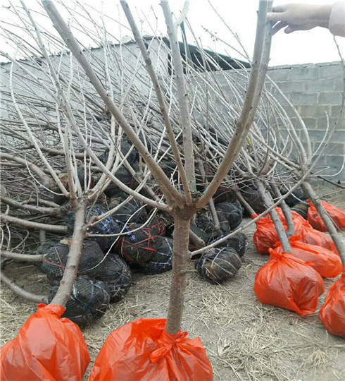 吉塞拉7號砧木苗價格及技術(shù)