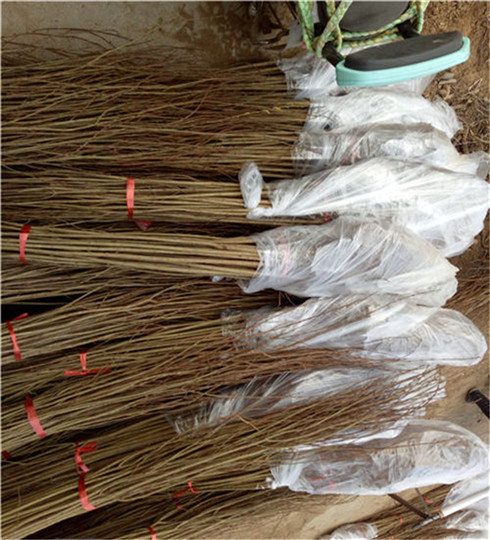 1年的泰山红石榴树苗价格及种植_泰山红石榴树苗选育品种