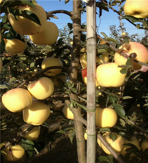 矮化寒富苹果树苗价格及基地，寒富苹果树苗培育基地